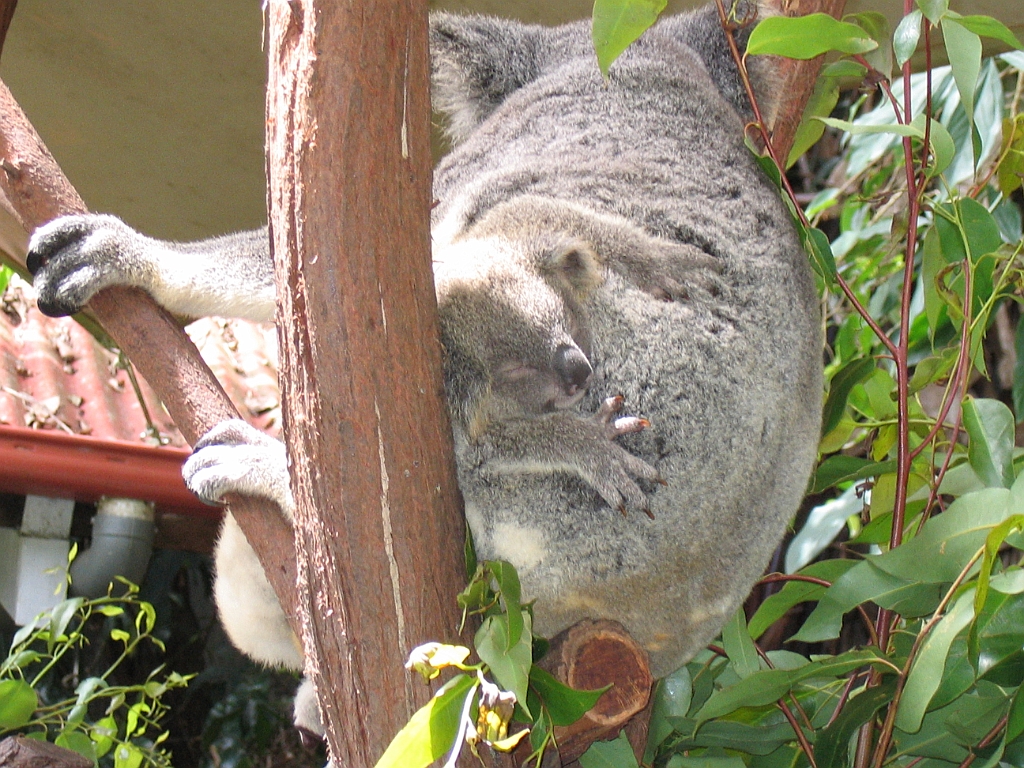 CairnsTC404 Kuranda Koala Gardens.jpg